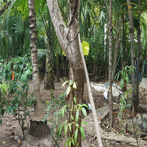 TERRENO RIVIERA MAYA